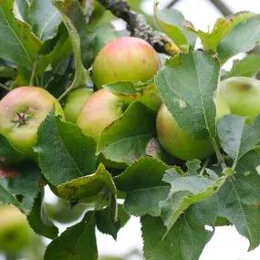Crawley Beauty Apple Trees (Malus domestica Crawley Beauty) Img 2